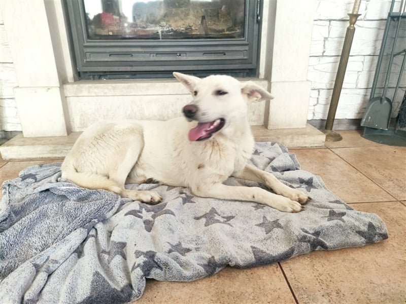 KEVIN ❤ EILIG!!! sucht: Zuhause oder Pflegestelle