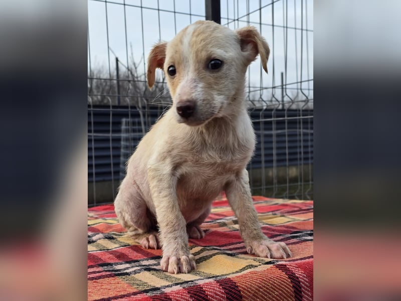 Dattel – wartet darauf entdeckt zu werden!