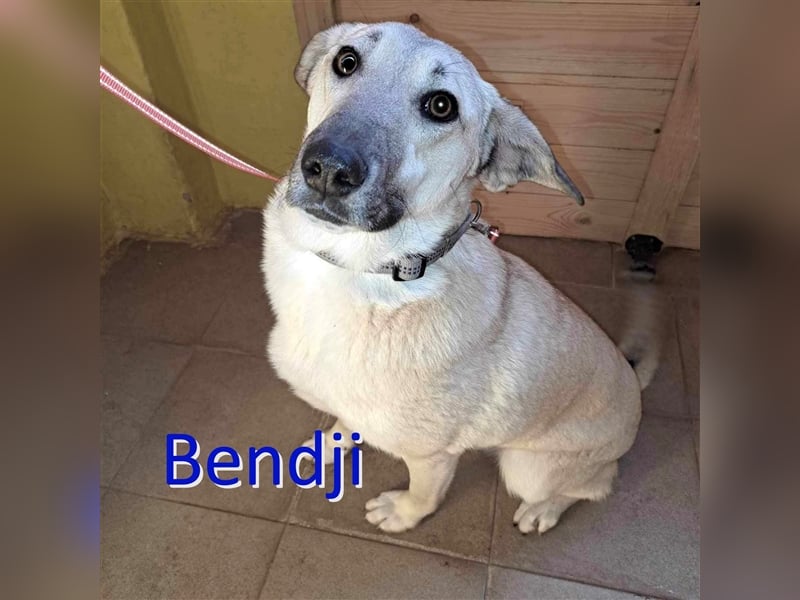 BENDJI ❤ sucht Zuhause oder Pflegestelle