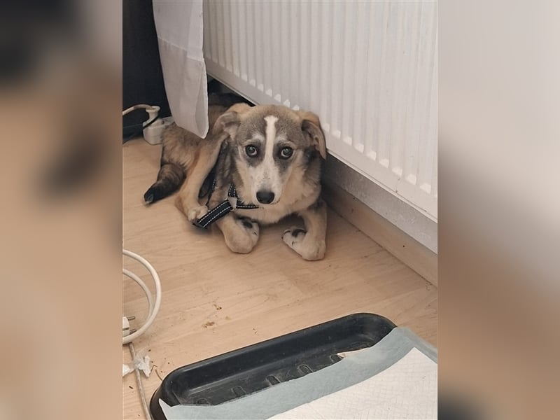 GODIVA ❤  wartet in 72275 Alpirsbach auf Dich