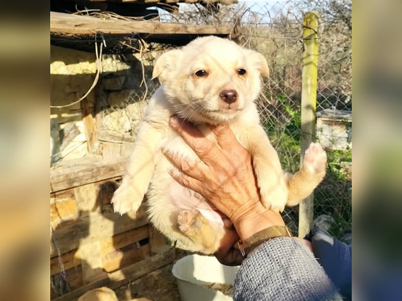 XANDRA ❤  sucht Zuhause oder Pflegestelle