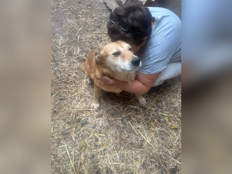 Ein Körbchen für Vulpi