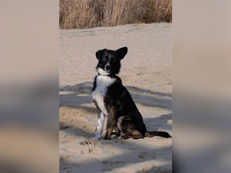 DARVIN ❤sucht Zuhause oder Pflegestelle