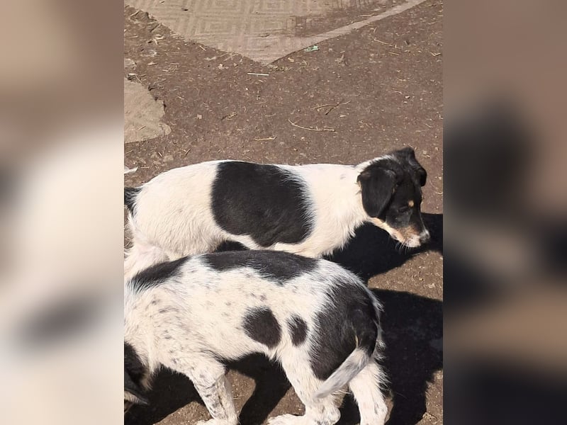 Vasko, hübscher Hundebub sucht liebevolle Menschen
