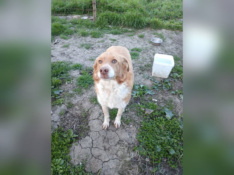 DIANA❤ EILIG! sucht Zuhause oder Pflegestelle