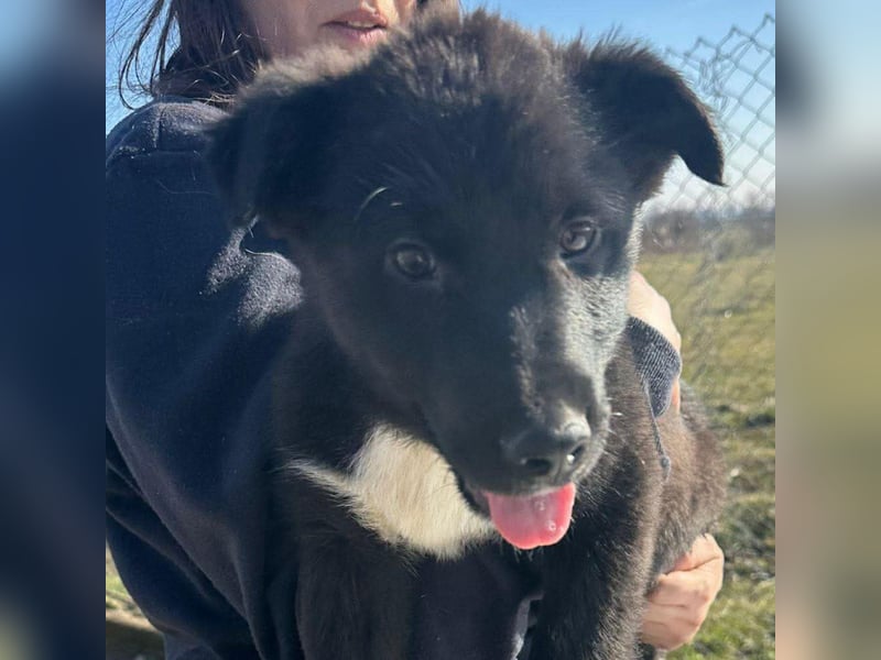 Wolle, lustiger Hundebub sucht sein Glück