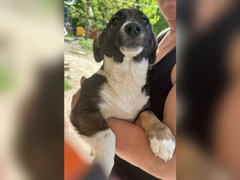 Arielle, kleine Zuckerschnute sucht Bleibe für immer