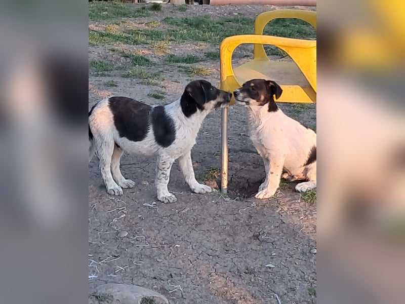 Vasko, hübscher Hundebub sucht liebevolle Menschen