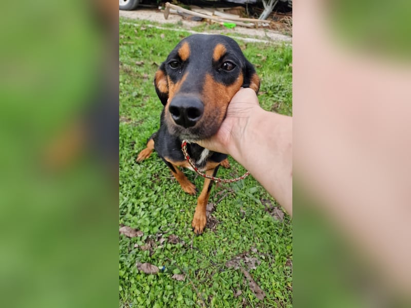 LOVY ❤️ Sehr EILIG! sucht Zuhause oder Pflegestelle