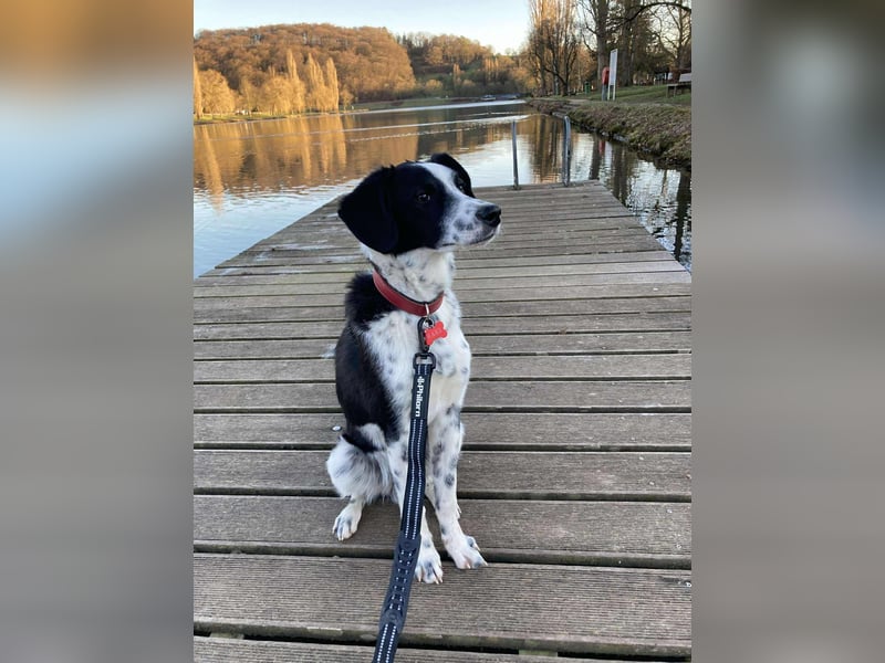 PINTO ❤️ (wird mittlerweile "Raki" genannt)  wartet in 54317 Trier-Korlingen auf Dich
