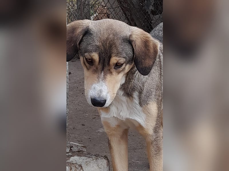 BASTIAN ❤ sucht Zuhause oder Pflegestelle