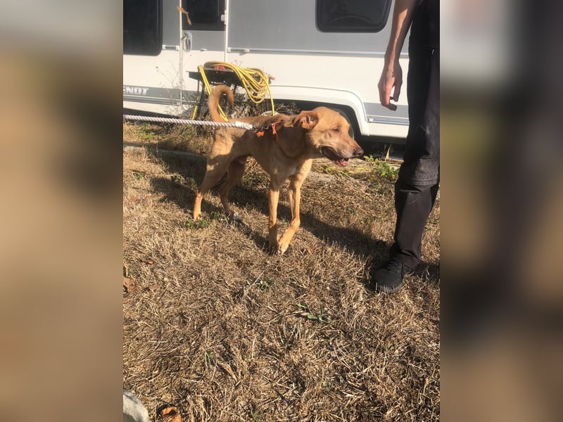 SHRIMP ❤️ sucht Zuhause oder Pflegestelle