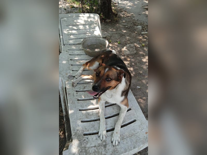ZEZA ❤  sucht Zuhause oder Pflegestelle