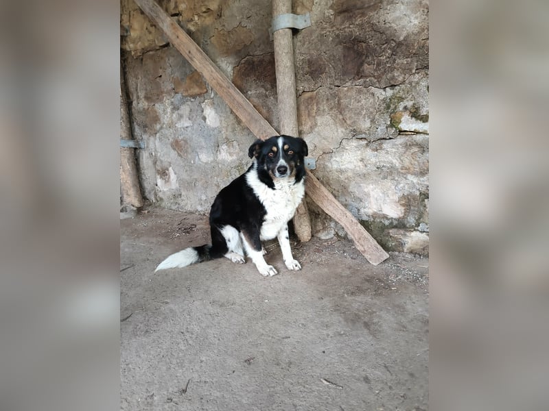 ASTRA❤ EILIG! sucht Zuhause oder Pflegestelle