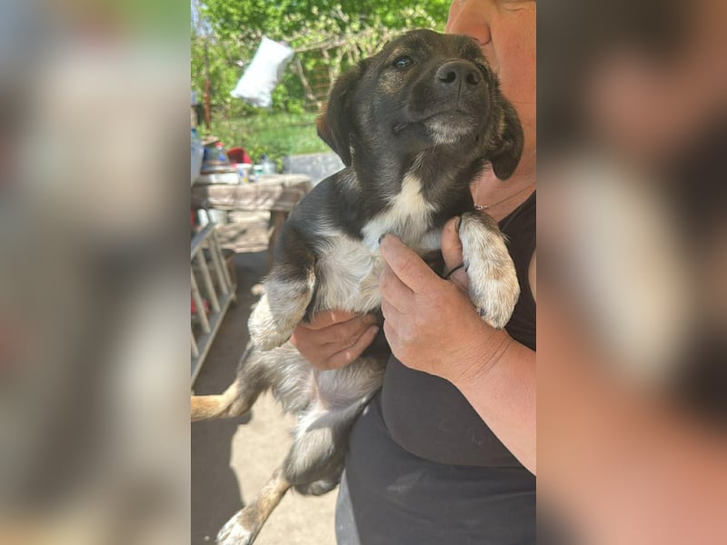 Alleen, kleine Schönheit sucht liebevolles Zuhause