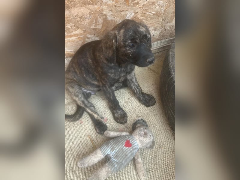 Coco, kleines Hundemädchen sucht Anschluß