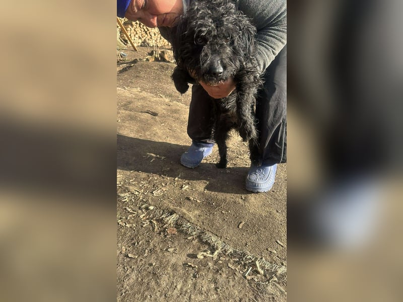 Milla, schwarzer Wuschel sucht Körbchen