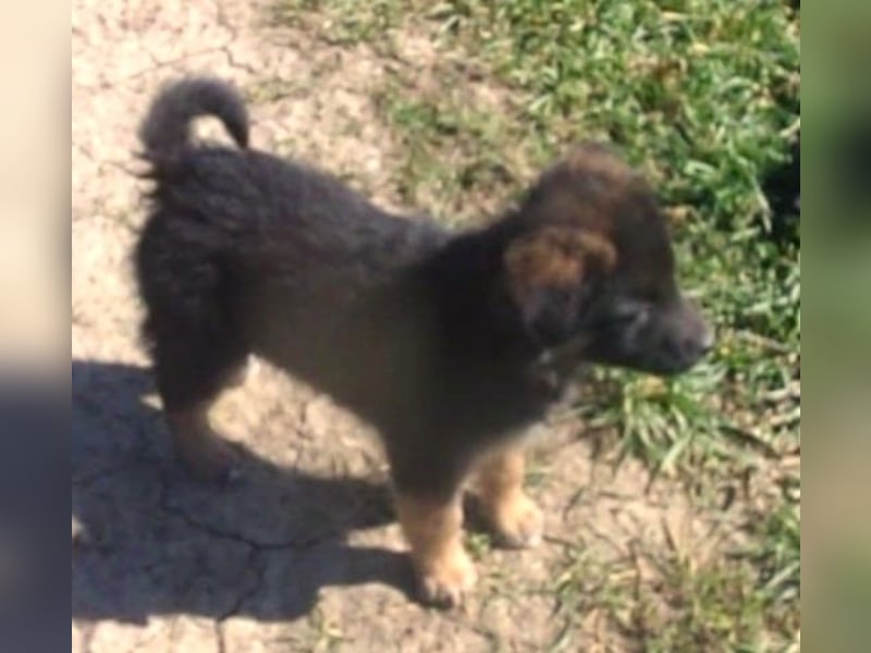 VESPA ❤ EILIG! sucht Zuhause oder Pflegestelle