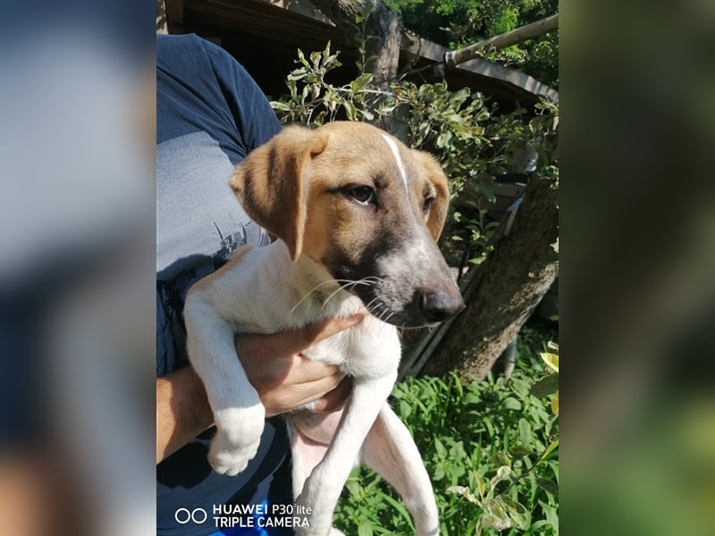 SVEN ❤ EILIG! sucht Zuhause oder Pflegestelle