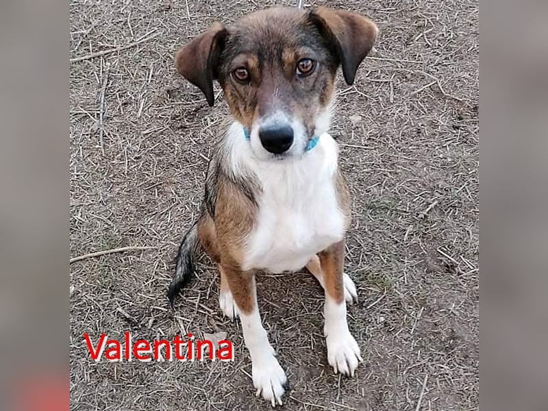 VALENTINA ❤  sucht Zuhause oder Pflegestelle