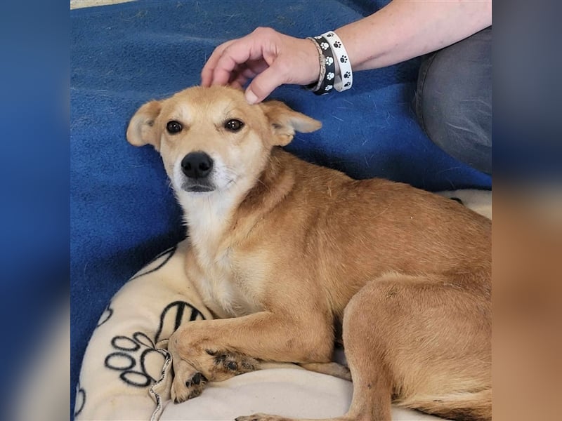NICO ❤ wartet in 56379 Singhofen auf Dich