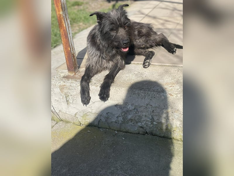 Xana, Hundemama sucht liebevolles Zuhause