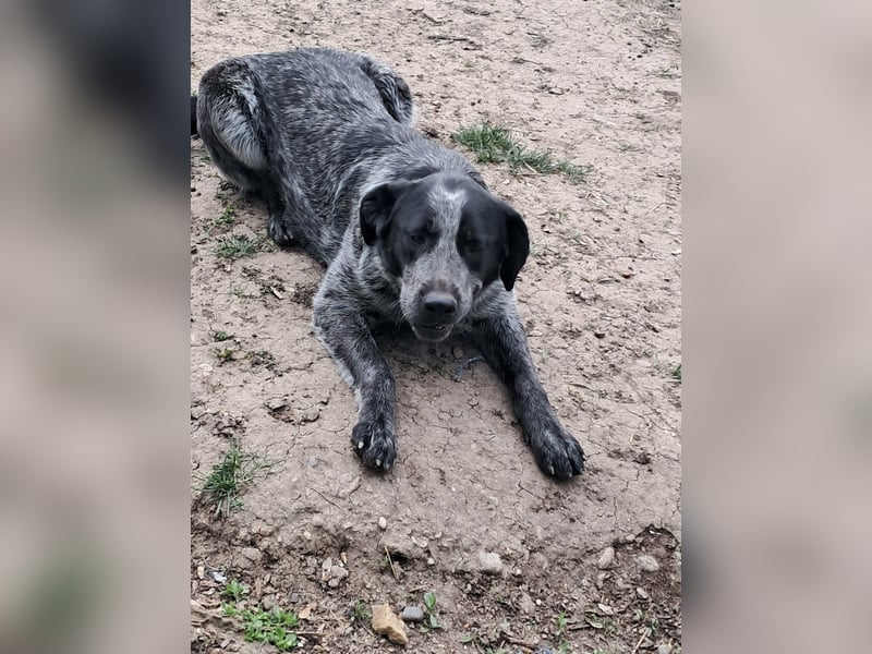 Berta, Hundemädchen sucht liebevolle Hände