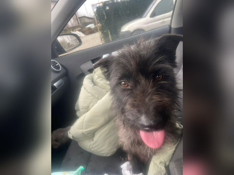 Xana, Hundemama sucht liebevolles Zuhause