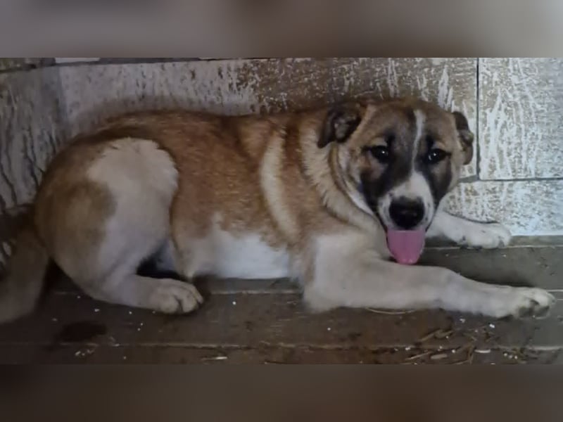 Tyler, kleiner Hundemann auf der Suche nach dem Glück