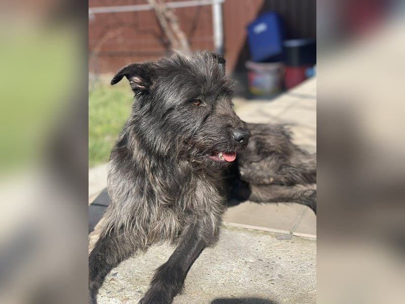 Xana, Hundemama sucht liebevolles Zuhause