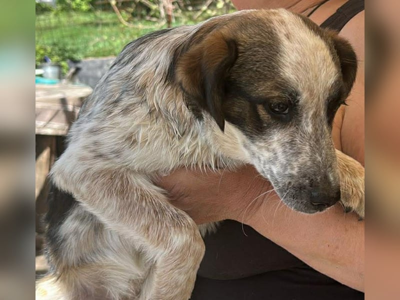 Ani, kleines Hundemädchen sucht ihre Menschen