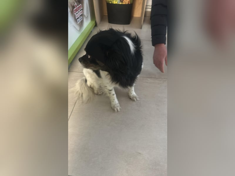 Maya, zauberhafte Hündin sucht Gesellschaft