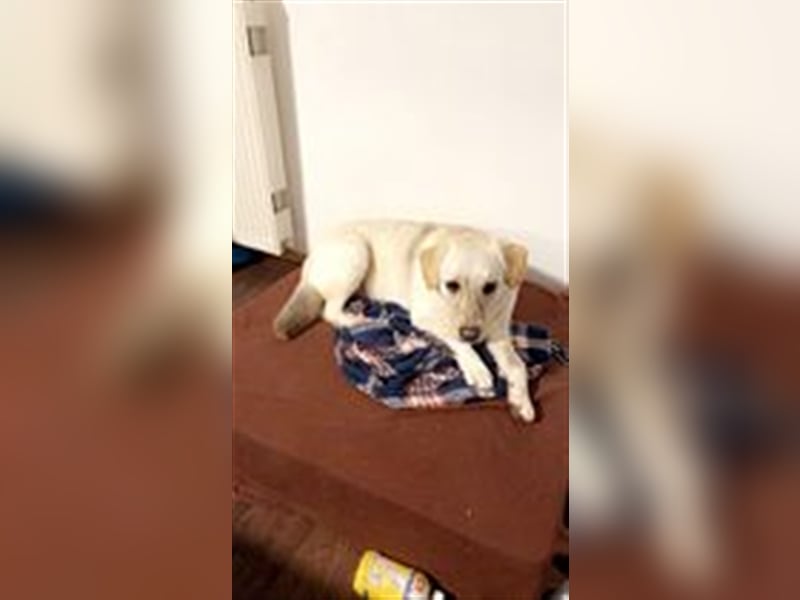 ESTO ❤  wartet in 24793 Bargstedt auf Dich