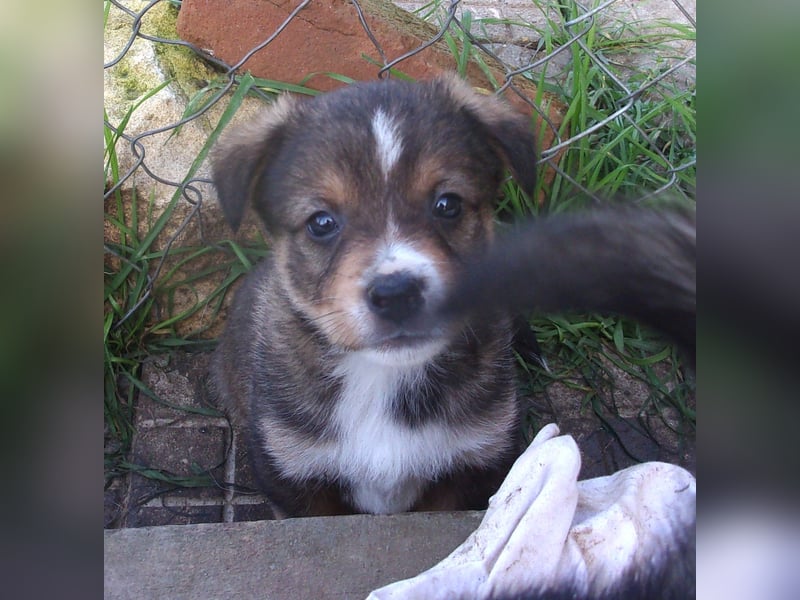 OREO ❤ EILIG! sucht Zuhause oder Pflegestelle