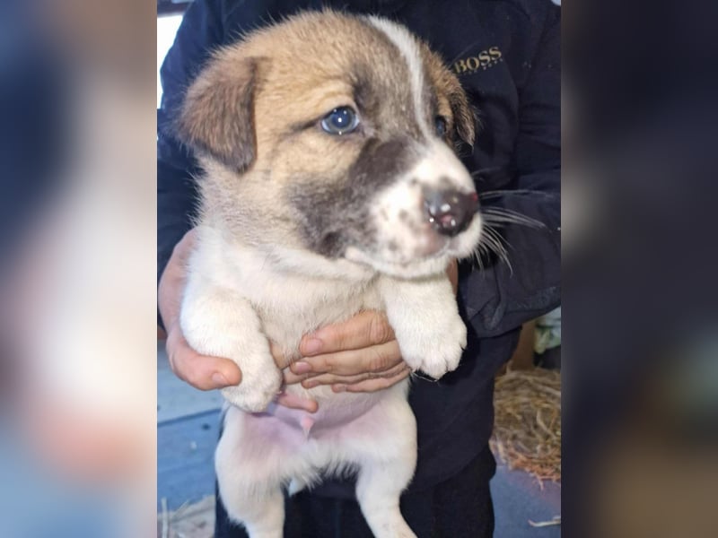 Tyler, kleiner Hundemann auf der Suche nach dem Glück