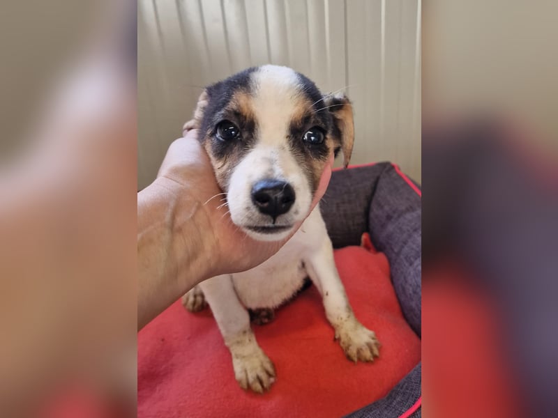 LOTTA ❤️ wartet in 24582 Bordesholm auf Dich