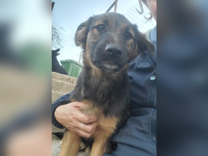 SARAH ❤ EILIG! sucht Zuhause oder Pflegestelle