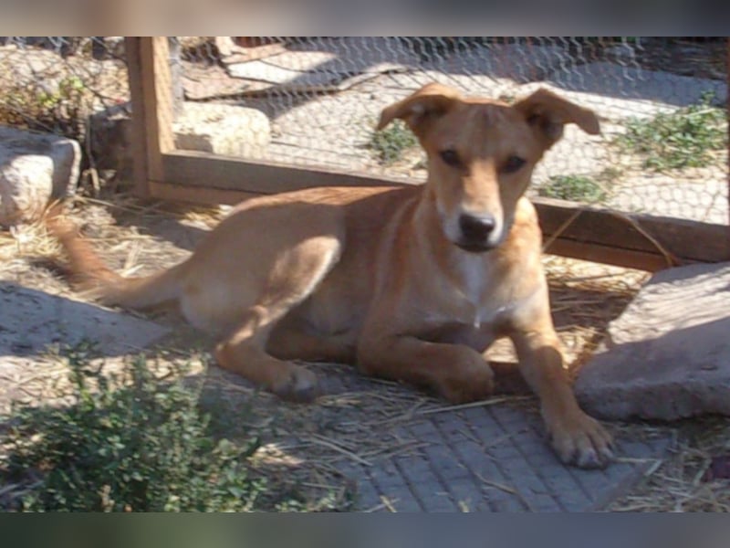 MITTER ❤ EILIG! sucht Zuhause oder Pflegestelle