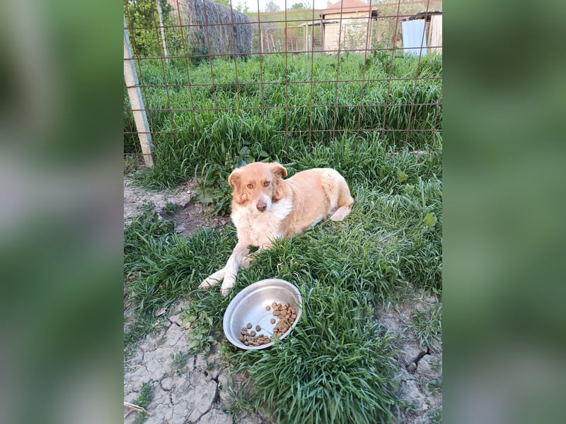 DIANA❤ EILIG! sucht Zuhause oder Pflegestelle