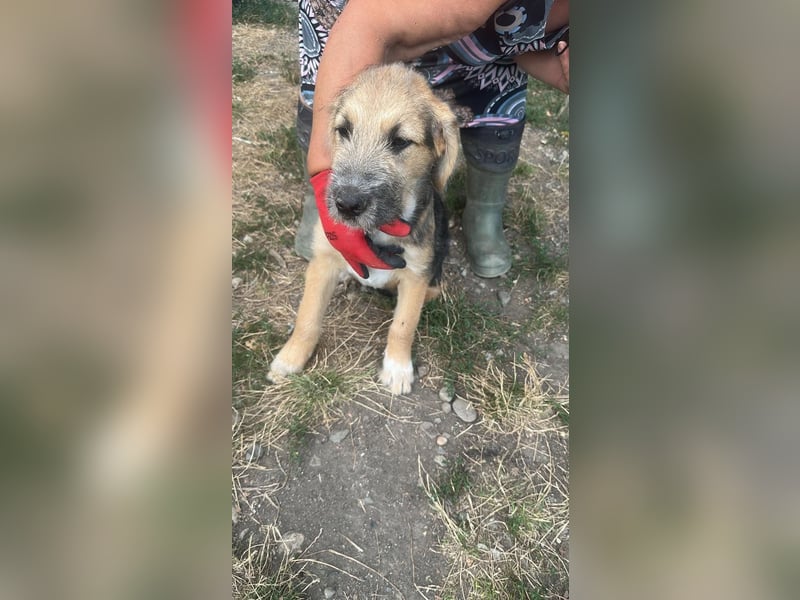 Dana, kleines Hundekind sucht Anschluss