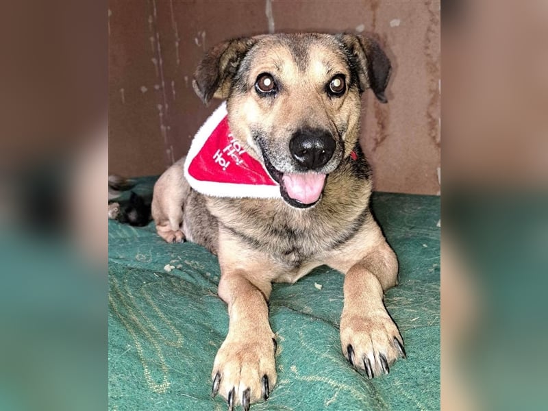 STEFAN ❤ sucht Zuhause oder Pflegestelle