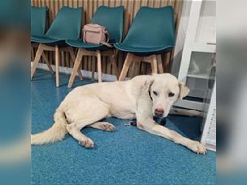 WHITEY ❤️ EILIG sucht Zuhause oder Pflegestelle