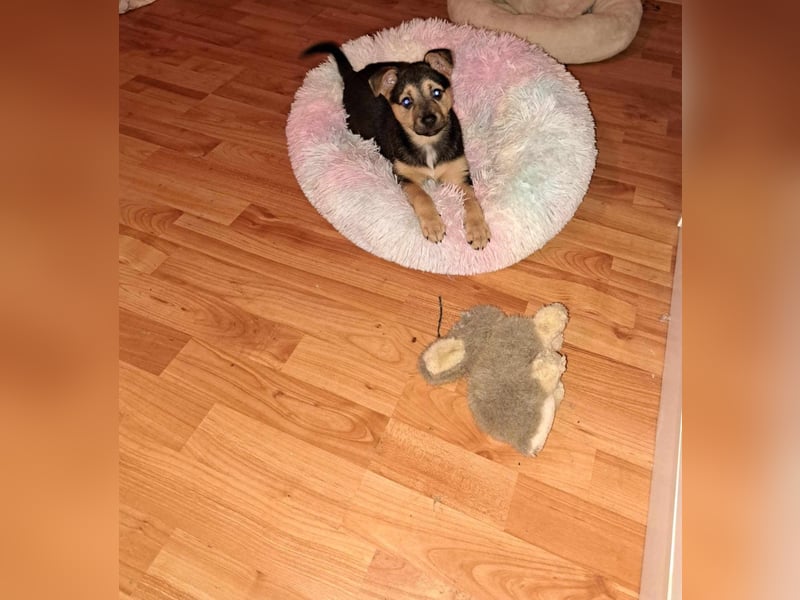 NITA ❤️ wartet in 06844 Dessau–Roßlau auf DICH