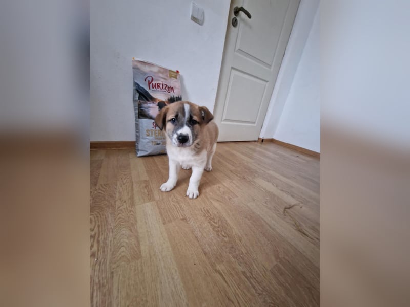Tyler, kleiner Hundemann auf der Suche nach dem Glück