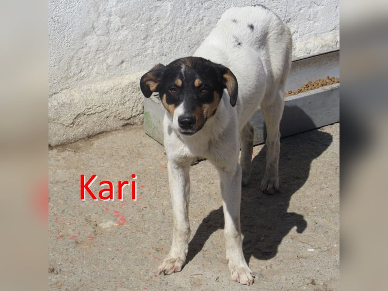 KARI ❤ EILIG! sucht Zuhause oder Pflegestelle