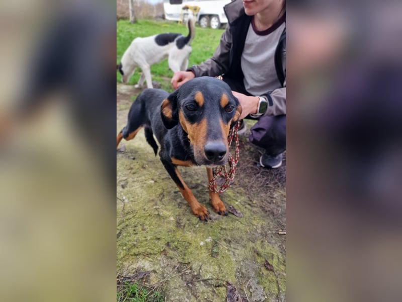 LOVY ❤️ Sehr EILIG! sucht Zuhause oder Pflegestelle