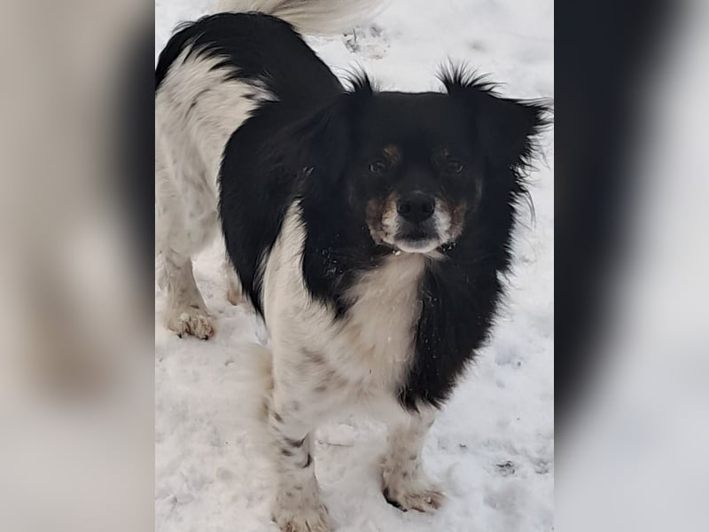 Maya, zauberhafte Hündin sucht Gesellschaft