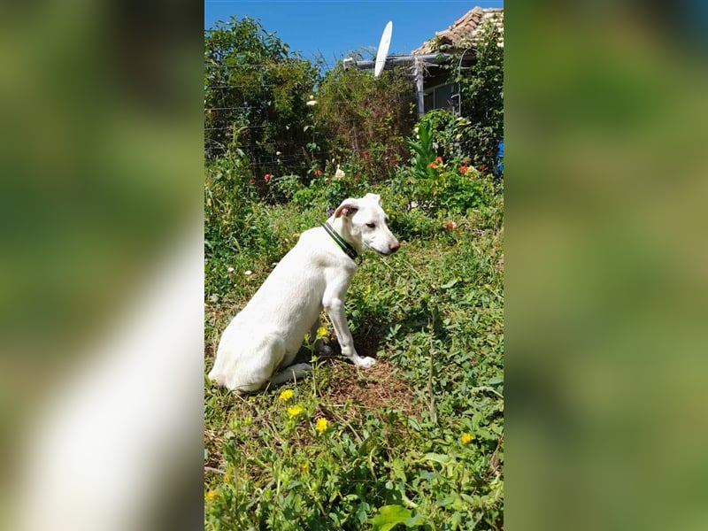 XANON ❤ sucht Zuhause oder Pflegestelle