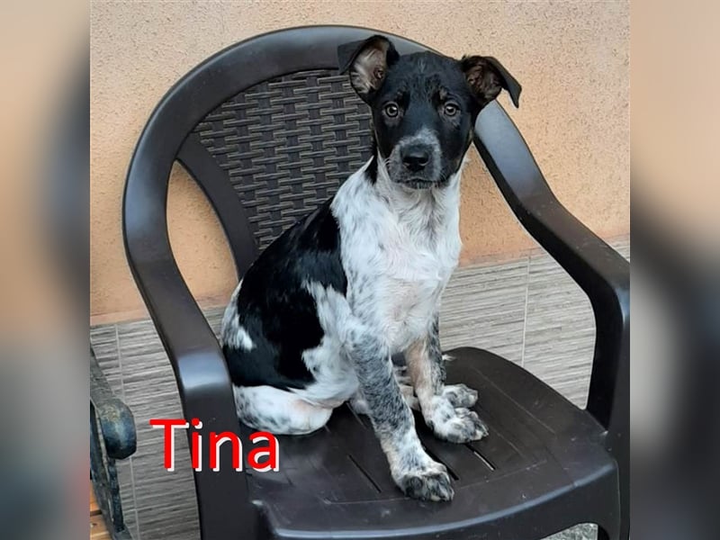 TINA ❤ sucht Zuhause oder Pflegestelle