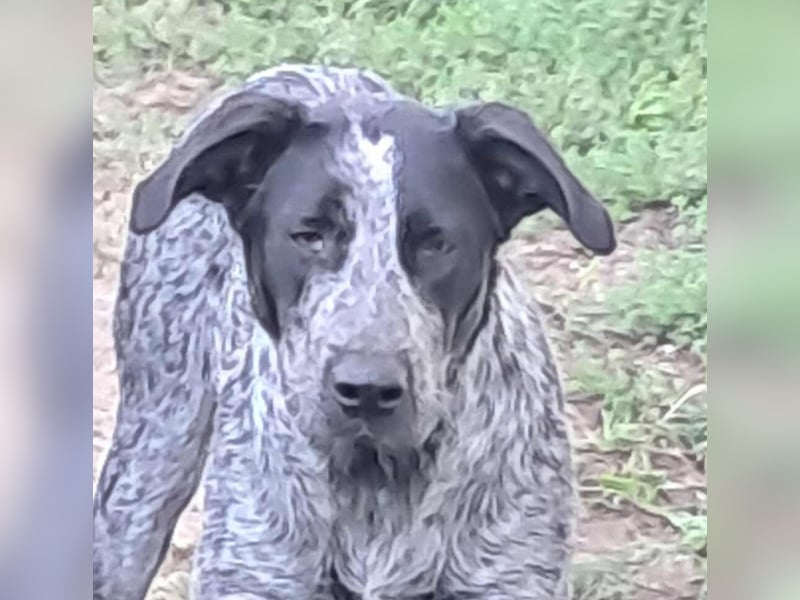 Berta, Hundemädchen sucht liebevolle Hände